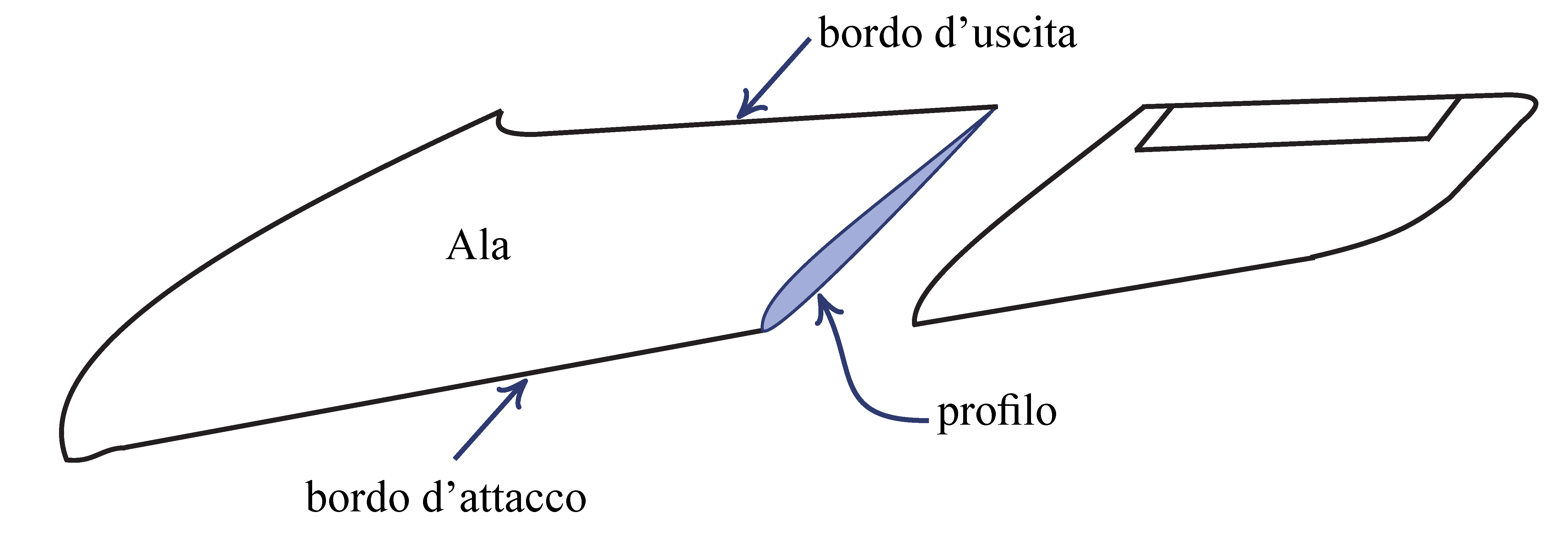 A wing and its profiles (sections).